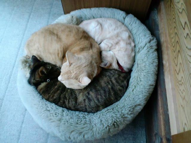 猫の三つ巴(非野球)｜舎人のブログ - LaBOLA